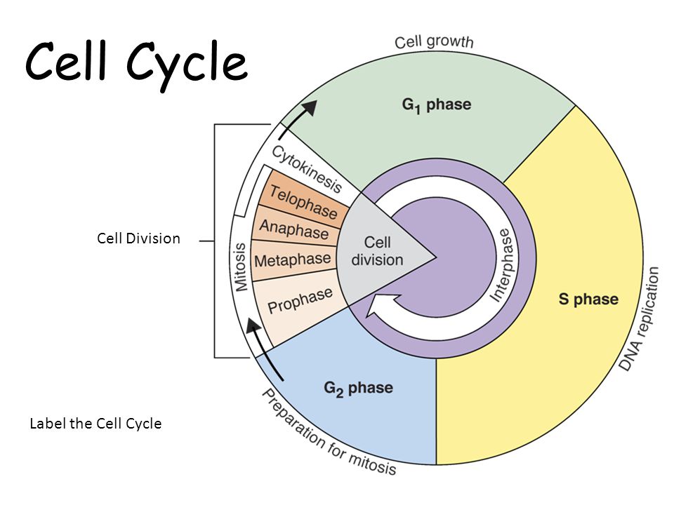 The cell cycle