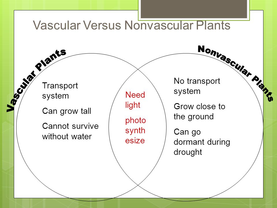 What Is The Difference Between Vascular And Nonvascular Plants 