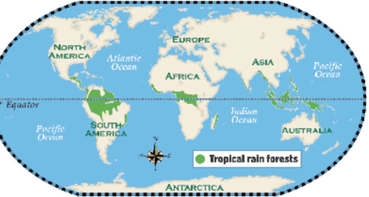 a description of how important it is to preserve and save tropical rain forests The importance of tropical rainforest conservation in the rainforests also keep global temperatures within a it is an important concept to. a description of how important it is to preserve and save tropical rain forests The importance of tropical rainforest conservation in the rainforests also keep global temperatures within a it is an important concept to.