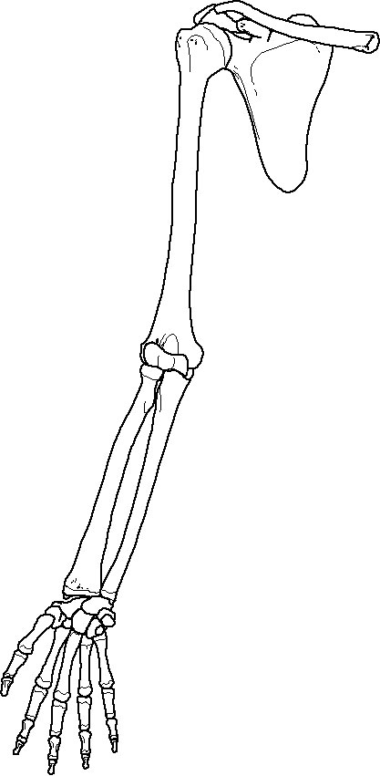 Blank Leg Bones Diagram - Leg Muscle Coloring Page Muscle Free Download