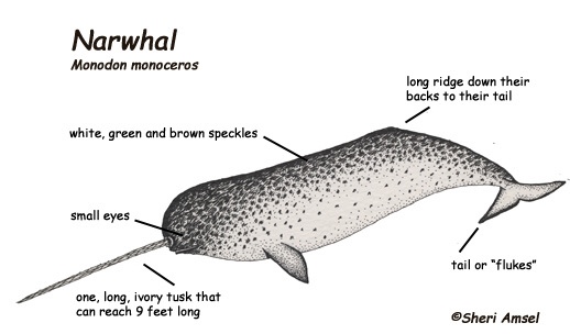 Narwhal Tusk Anatomy
