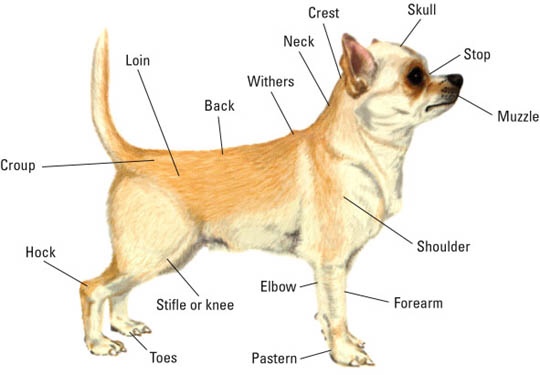 Chihuahua Chihuahua