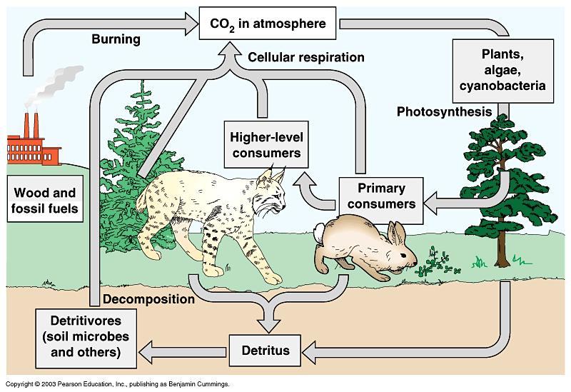 Printables The Carbon Cycle Worksheet carbon cycle worksheet key intrepidpath review answers worksheets