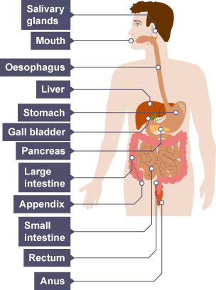 Digestive system in order from mouth to anus pics 828