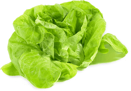 Alface Lactuca Sativa E Uma Hortense Anual Ou Bienal U