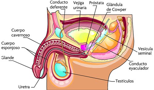 próstata detrás de la base del pene