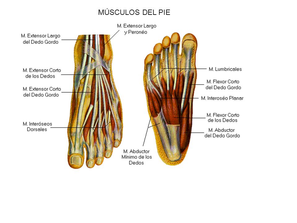 funcion de los musculos extensores del pie funcion de los musculos extensores del pie