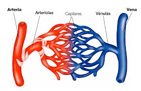 vasos sanguineos finos que unen las arterias y las venas