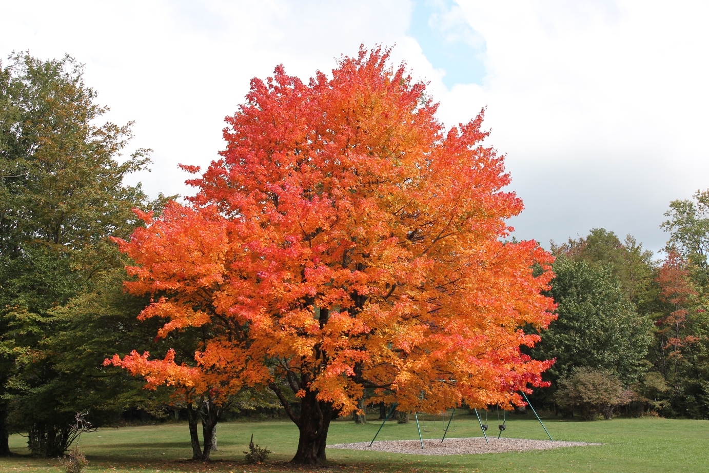 Image result for sugar maple trees